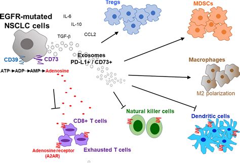 For Advanced Lung Cancer With the EGFR Mutation,。